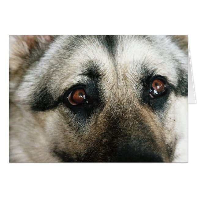 Australier-nahe hohe Augen (Vorderseite (Horizontal))