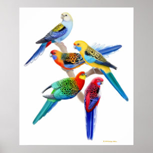 Australier Rosella Papageien-Druck Poster