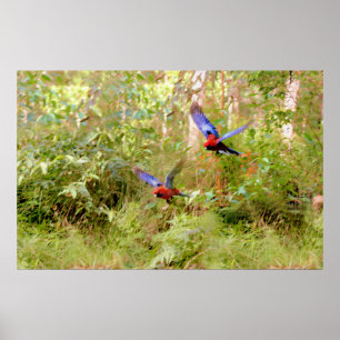 Australier Rosellas Poster