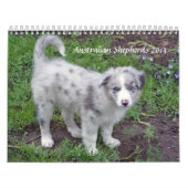 Australier Shepherds Kalender 2013 (Titelbild)