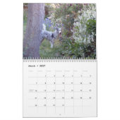 Australier Shepherds Kalender 2013 (Mär 2027)