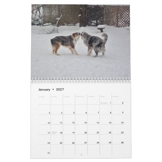 Australier Shepherds Kalender 2013 (Jan 2027)
