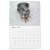 Australier Shepherds Kalender 2013 (Feb 2027)