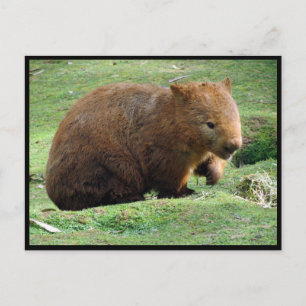 Australin Postkarte