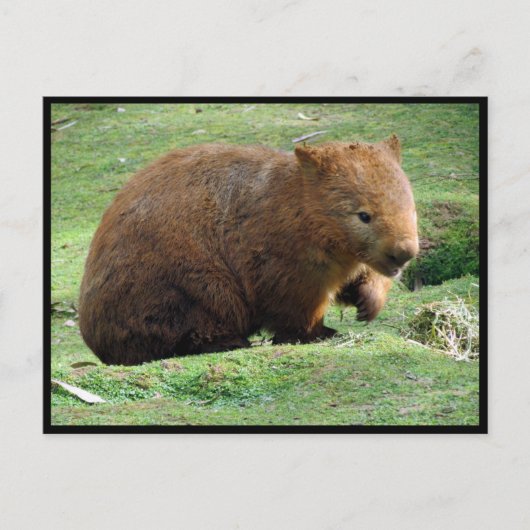 Australin Postkarte (Vorderseite)