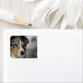 Australisch-blaue Merle 2 (Insitu)