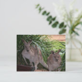Australisch Eastern Gray Kangaroo Postkarte (Stehend Vorderseite)