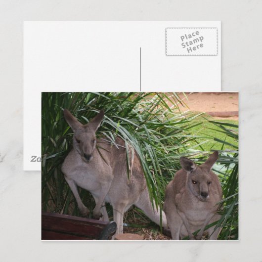 Australisch Eastern Gray Kangaroo Postkarte (Vorne/Hinten)