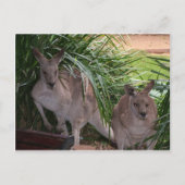 Australisch Eastern Gray Kangaroo Postkarte (Vorderseite)