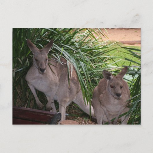 Australisch Eastern Gray Kangaroo Postkarte (Vorderseite)