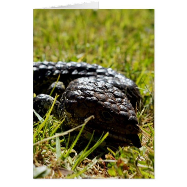 Australische Blauzungenechse, (Vorne)