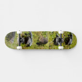 Australische Blauzungenechse, Skateboard-Set Skateboard (Horizontal)