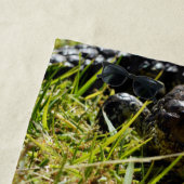Australische Blauzungenechse, Strandtuch (Beispiel)