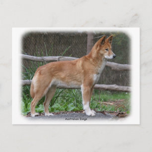 Australische Dingo 9Y209D-268 Postkarte