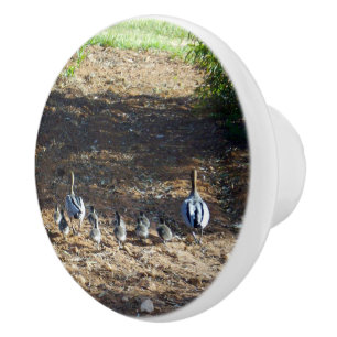 Australische Duck Family Time for Walkies, Keramikknauf