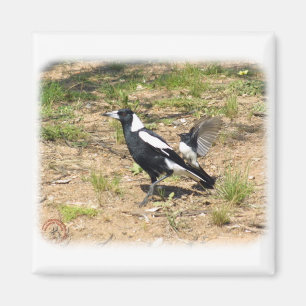 Australische Elster, die durch WillieWagtail 9 Magnet