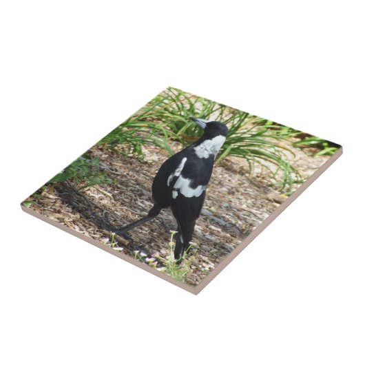 Australische Elster-Fliese Fliese (Seite)