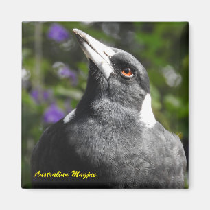 Australische Elster Magnet