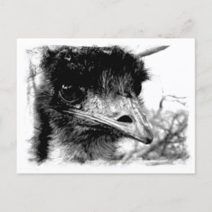 Australische Emu Wildlife Postcard Postkarte
