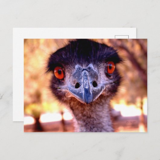 Australische Emu Wildlife Postcard Postkarte (Vorne/Hinten)