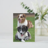 australische Hirten Postkarte (Stehend Vorderseite)