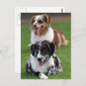 australische Hirten Postkarte (Vorne/Hinten)