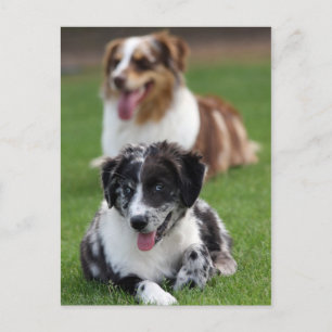 australische Hirten Postkarte
