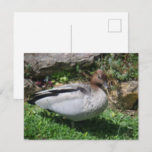Australische Holzenten in einem ruhigen Garten Postkarte