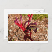 Australische Kangaroo Paw-Blume in Blüte 2 Postkarte (Vorne/Hinten)