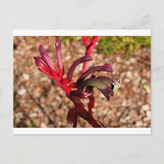 Australische Kangaroo Paw-Blume in Blüte 2 Postkarte (Vorderseite)