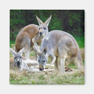 Australische Kängurus, die im Sun sich entspannen Magnet
