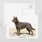 Australische Kelpie 9P21D-247 Postkarte (Vorne/Hinten)