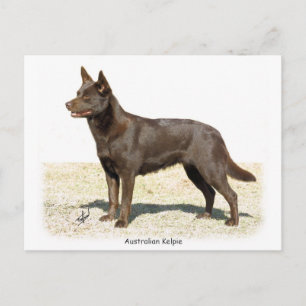 Australische Kelpie 9P21D-247 Postkarte