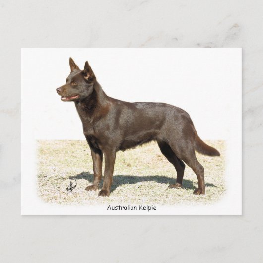 Australische Kelpie 9P21D-247 Postkarte (Vorderseite)