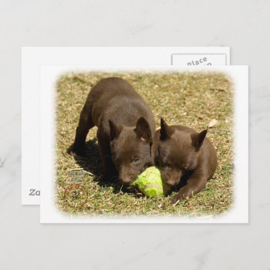 Australische Kelpie Welpen 9P022D-018 Postkarte (Vorne/Hinten)
