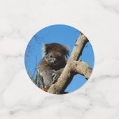 Australische Koala Bears, Konfetti (Klein Vorderseite)