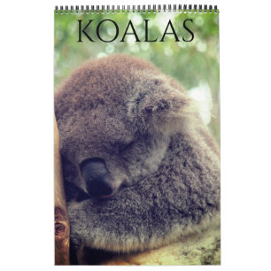australische Koalas 2027 Kalender