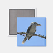 Australische Kookaburra Magnet (Vorderseite/Rückseite)