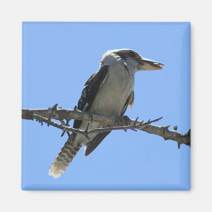 Australische Kookaburra Magnet