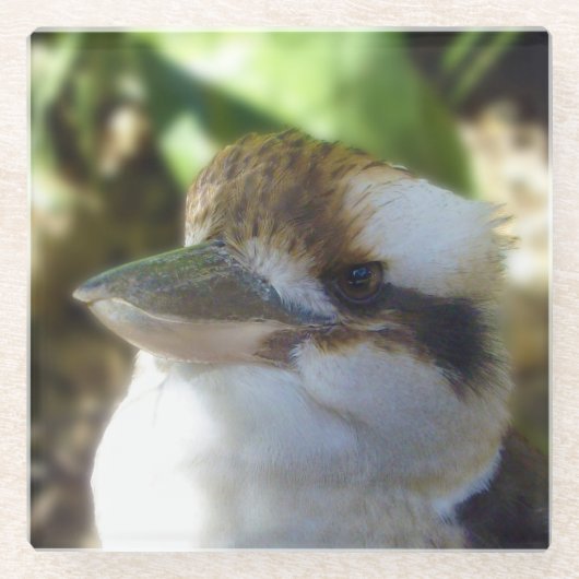 australische Kookaburra Nah Up, Glasuntersetzer (Vorderseite)