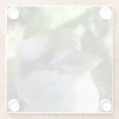 australische Kookaburra Nah Up, Glasuntersetzer (Rückseite)