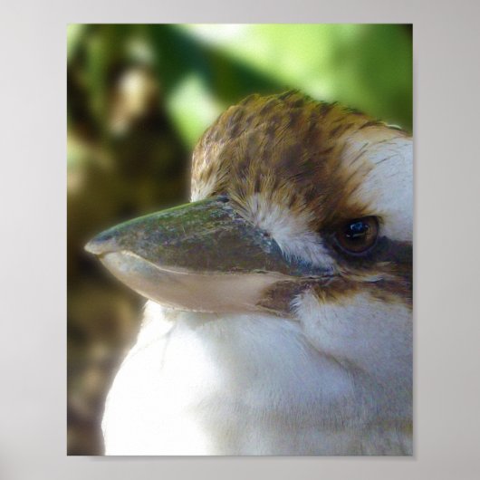 australische Kookaburra Nah Up, Poster (Vorne)