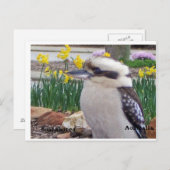 Australische Kookaburra Postkarte (Vorne/Hinten)