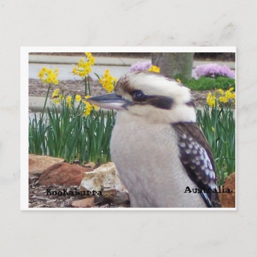 Australische Kookaburra Postkarte (Vorderseite)