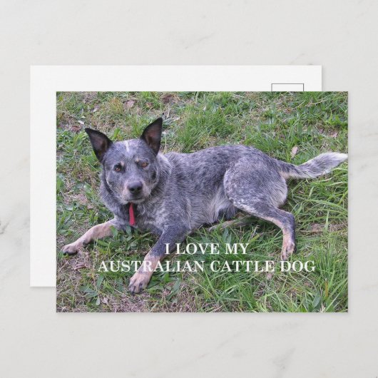 Australische Liebe Postkarte (Vorne/Hinten)