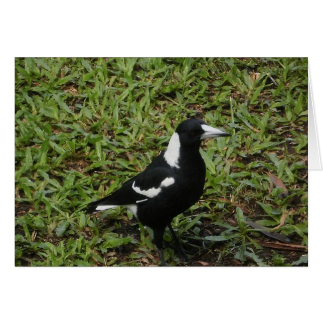 Australische Magpie Card (Vorderseite (Horizontal))