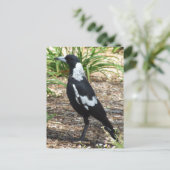 Australische Magpie Postcard Postkarte (Stehend Vorderseite)