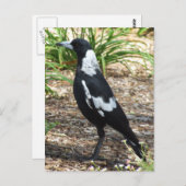 Australische Magpie Postcard Postkarte (Vorne/Hinten)