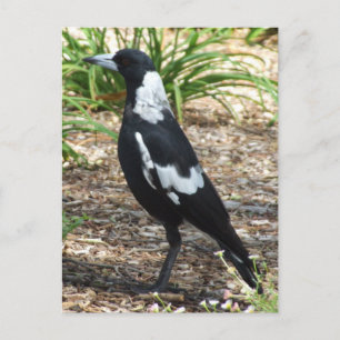 Australische Magpie Postcard Postkarte