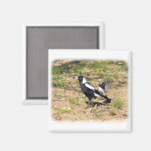 Australische Magpie wird von Willie Wagtail gestop Magnet (Vorderseite/Rückseite)